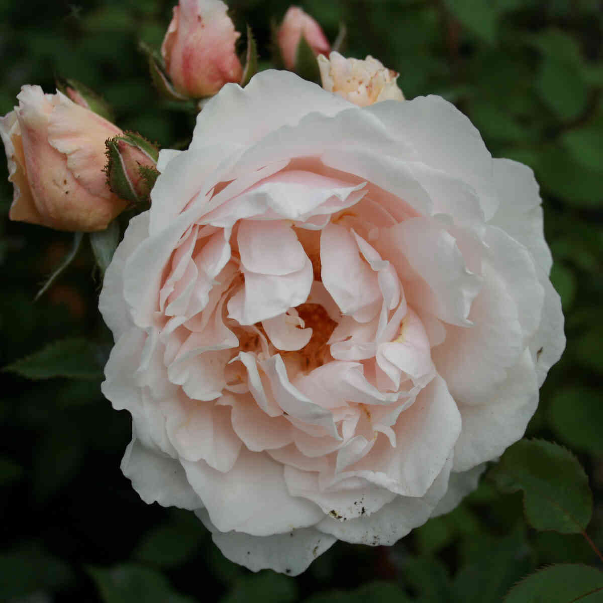 Climbing rose 'Graciosa'