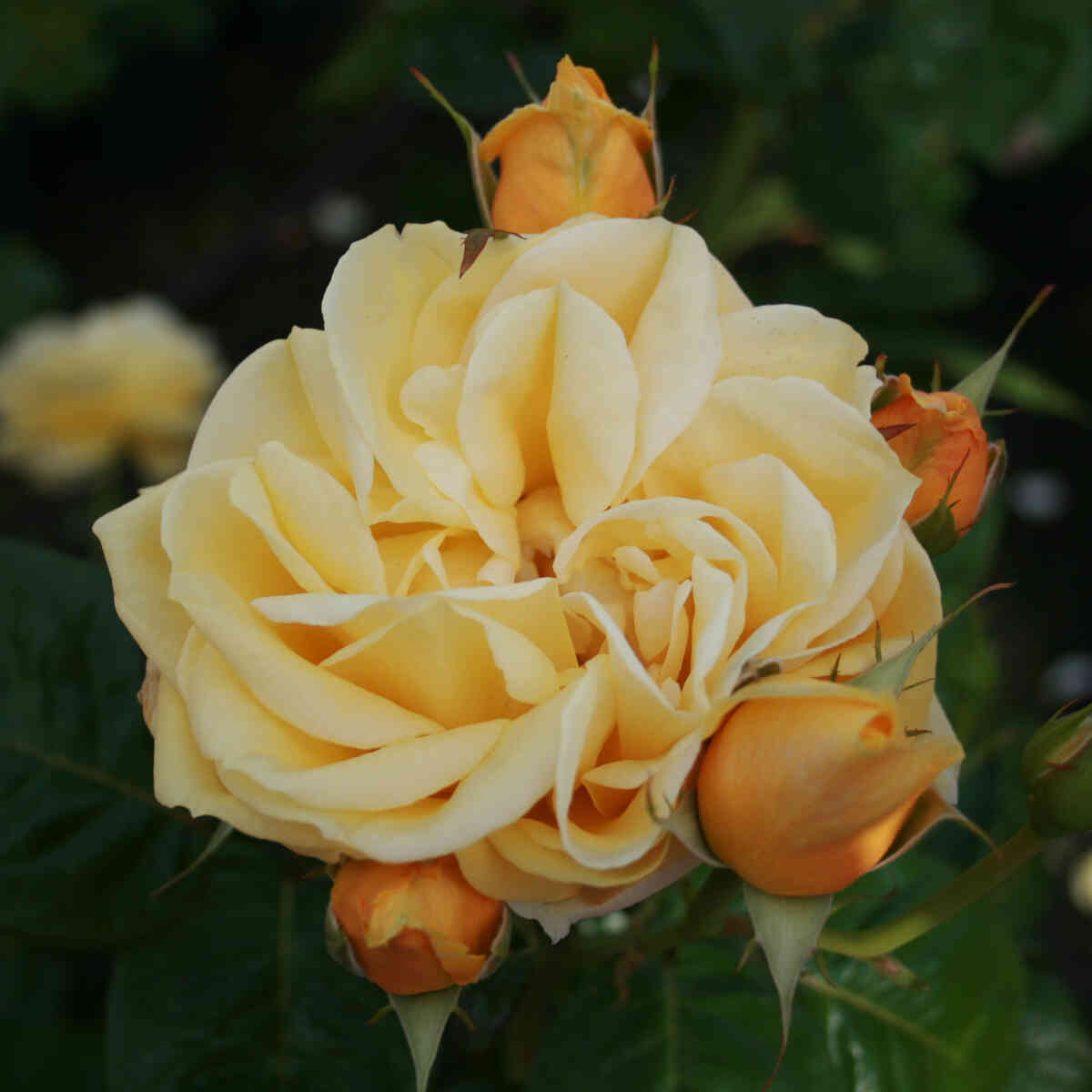 Rose 'Gracious Queen' (Michelangelo)