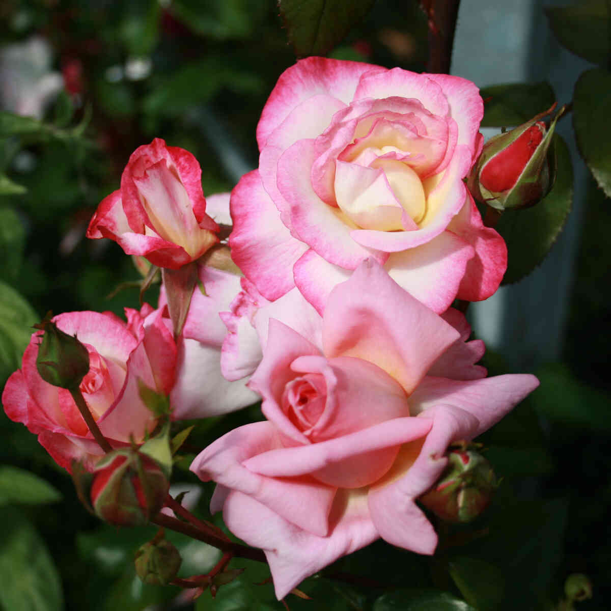 Climbing rose 'Händel'