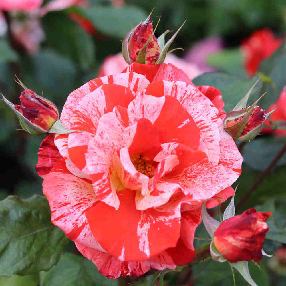 Rose 'Hanky Panky'