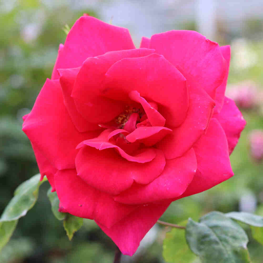 Rose 'Hanne'