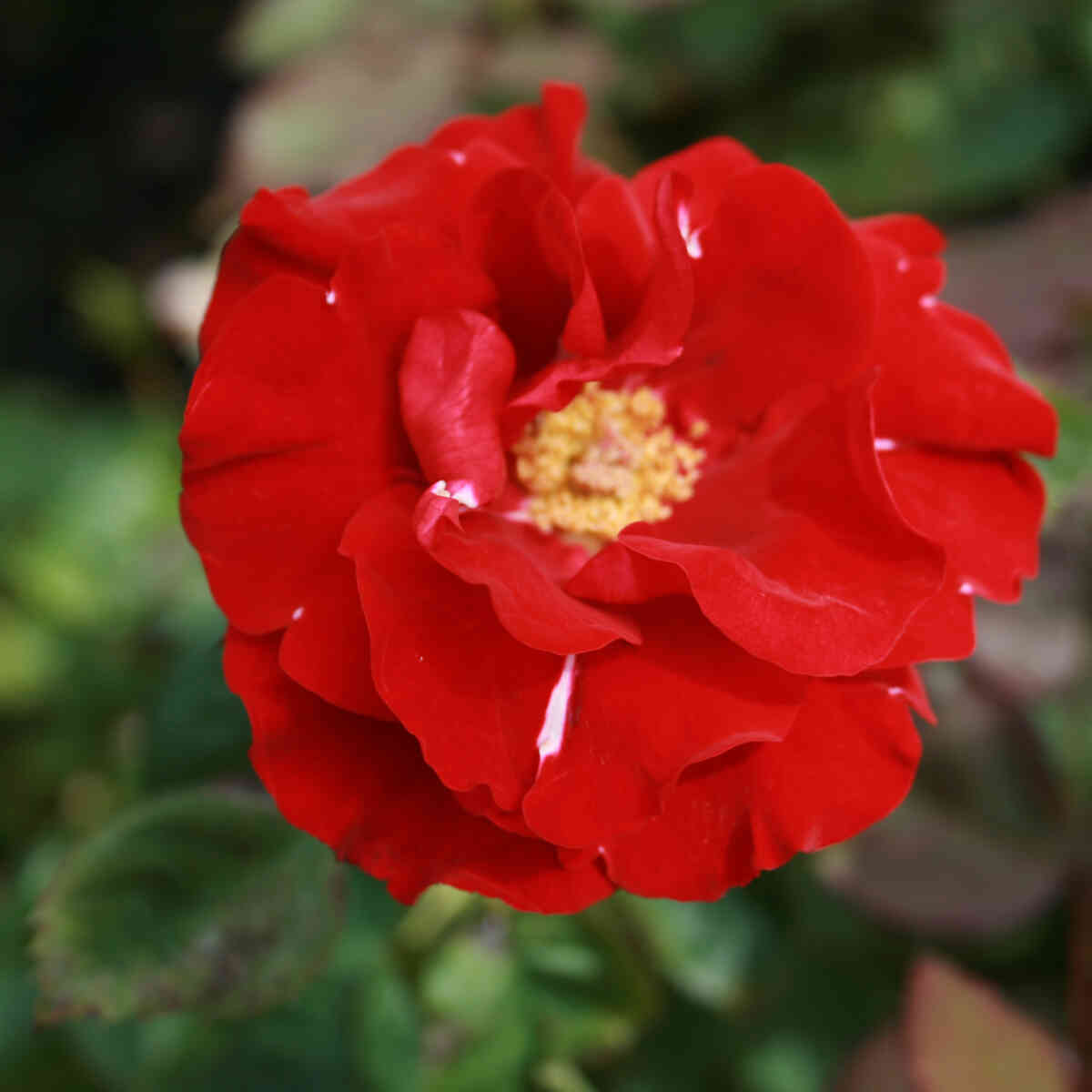 Rose 'H.C. Andersen'