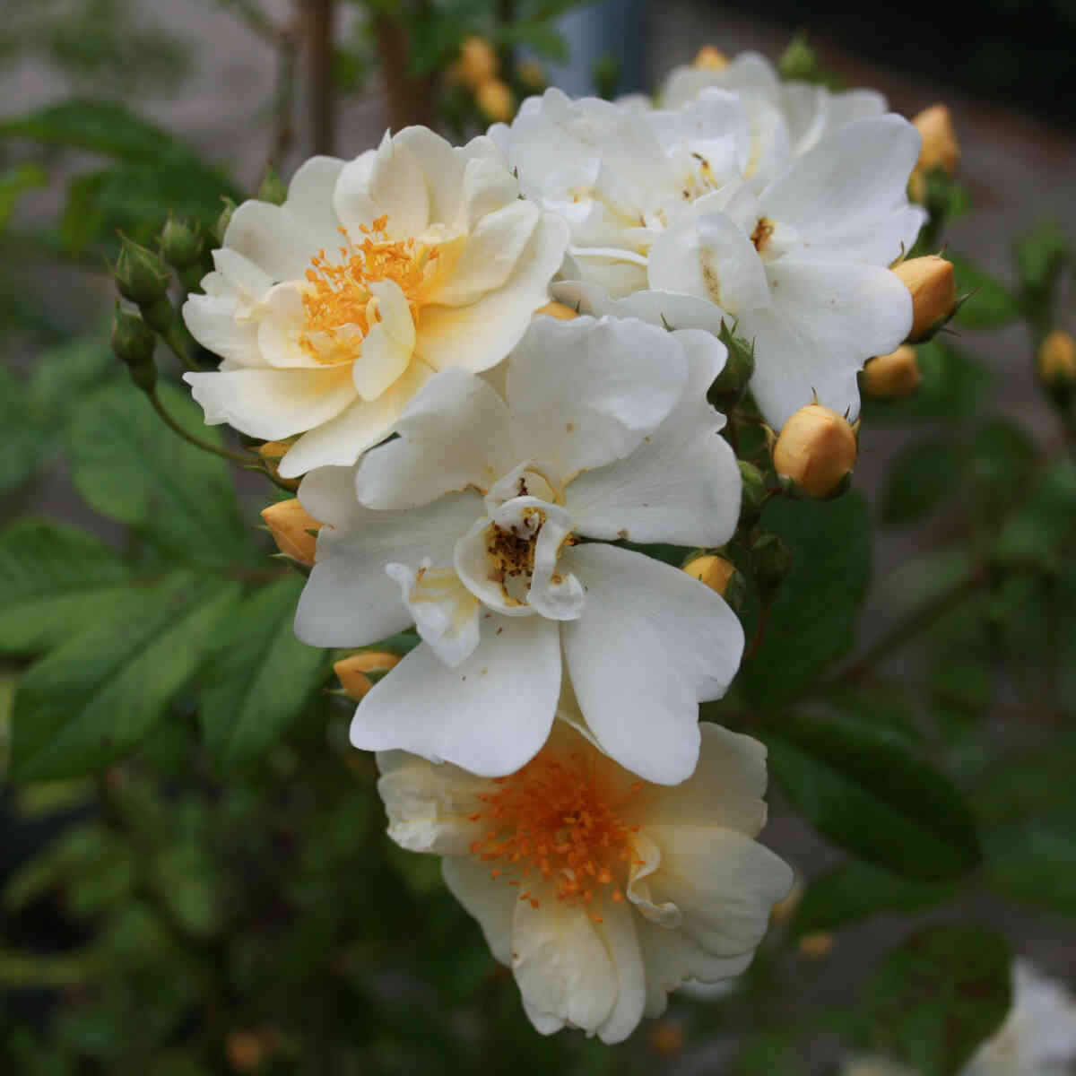 Climbing rose Helena 'Hybrida'