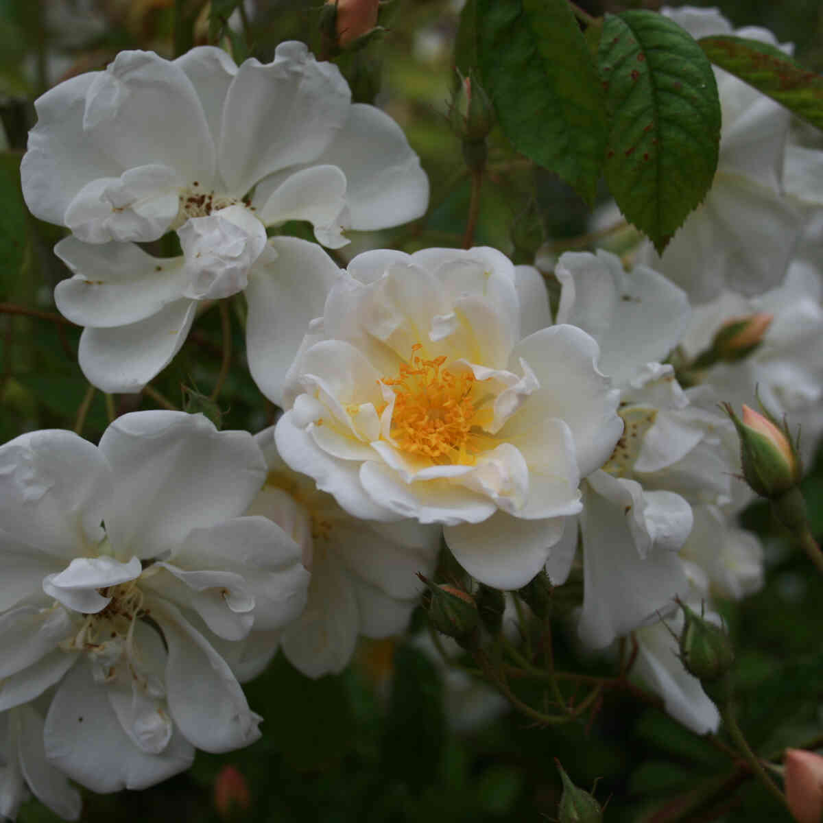 Climbing rose helenae 'Lucky find'