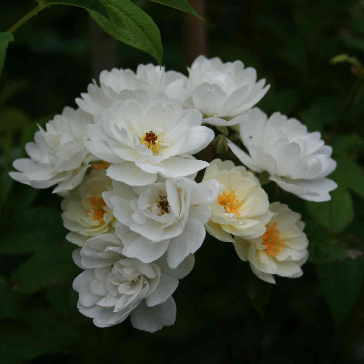 Climbing rose helenae 'Starkodder'