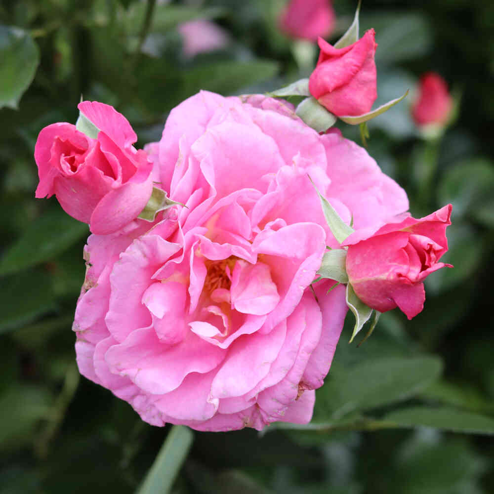 Rosa 'Pepino'