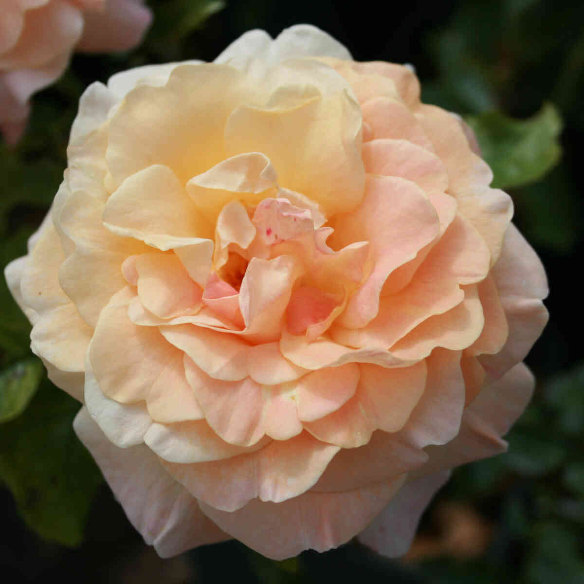 Rose 'Herman Hesse Rose'