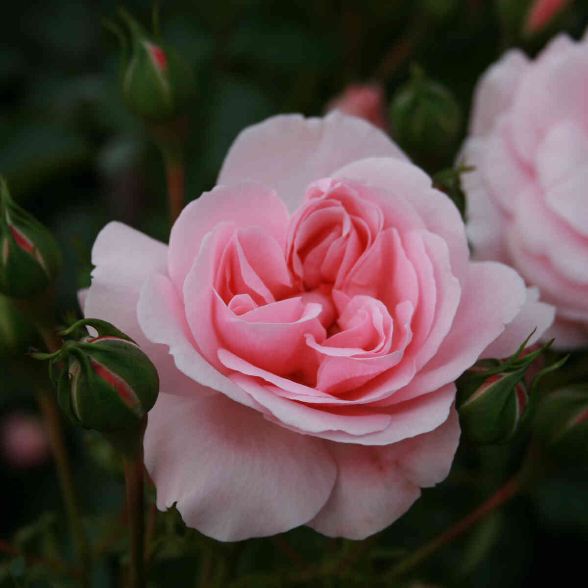 Rose 'Home and Garden'