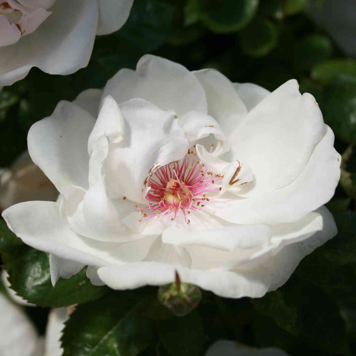 Buskrose 'Jacqueline du Pré'