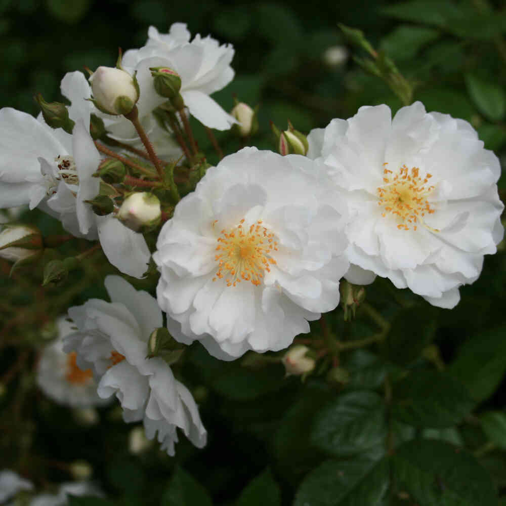 Rosa 'Janny Vliestra'