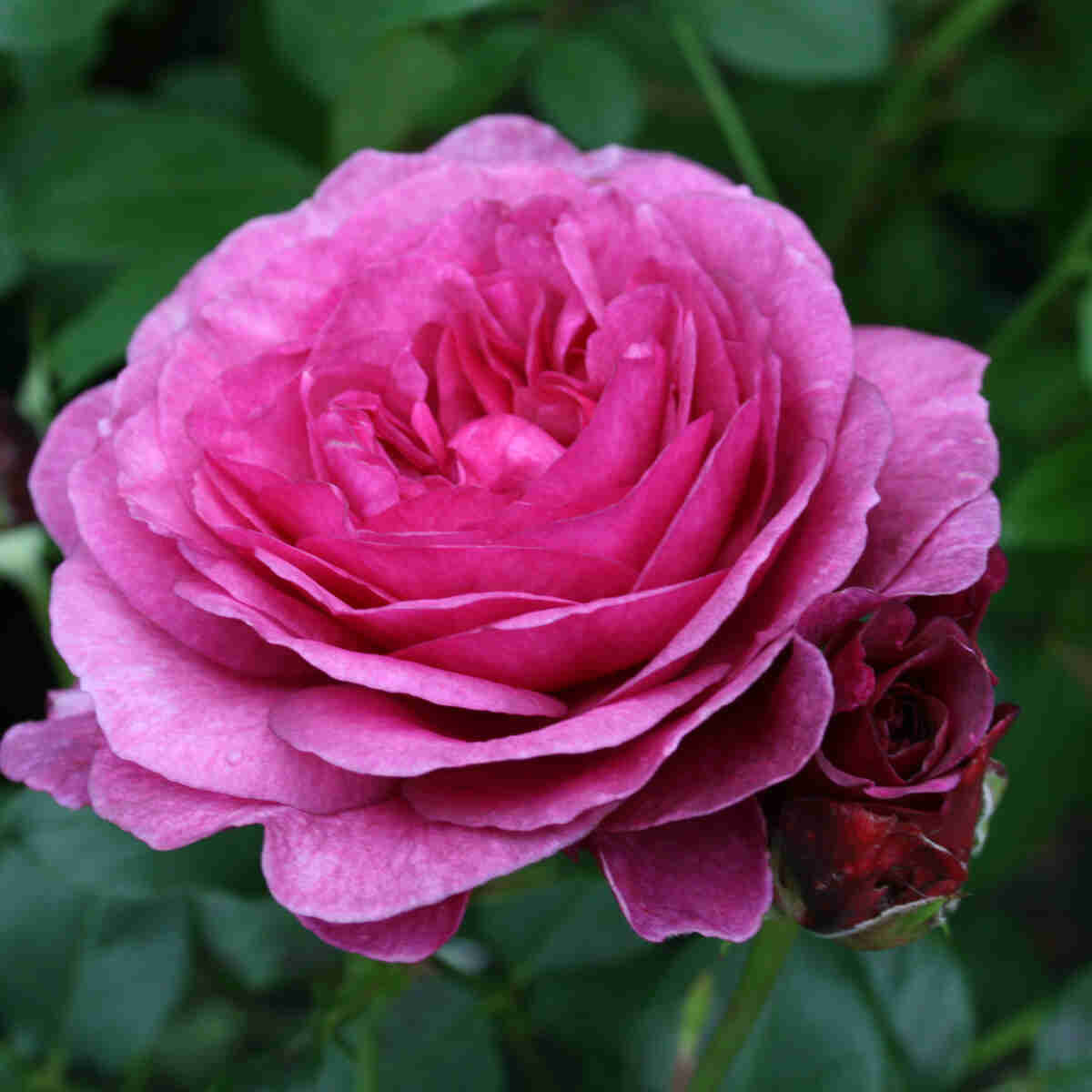 Rose 'Kaffe Fassett'