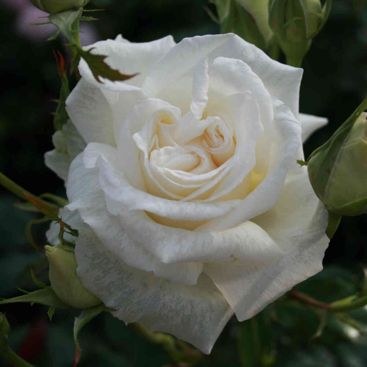 Rose 'Karen Blixen'