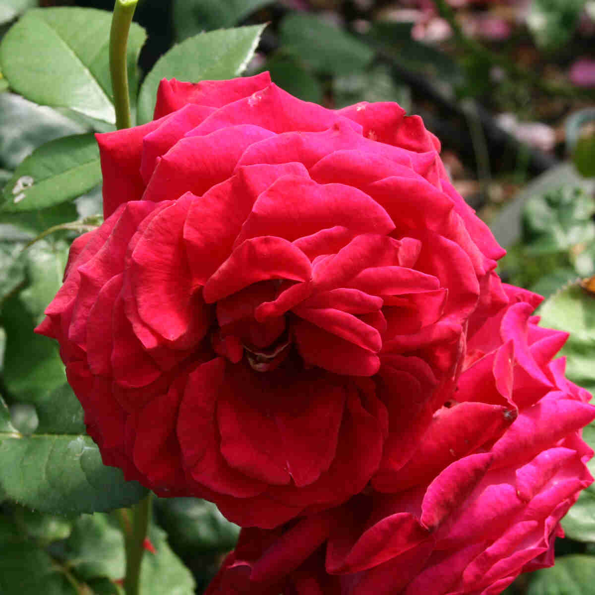 Rose 'Kathrine Renaissance'