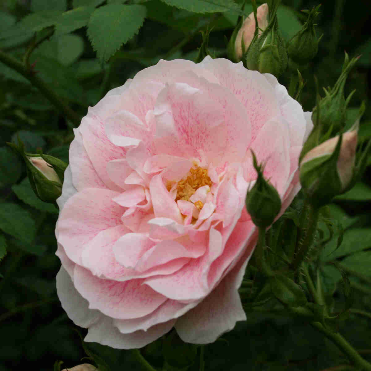 Climbing rose 'Kew Rambler'