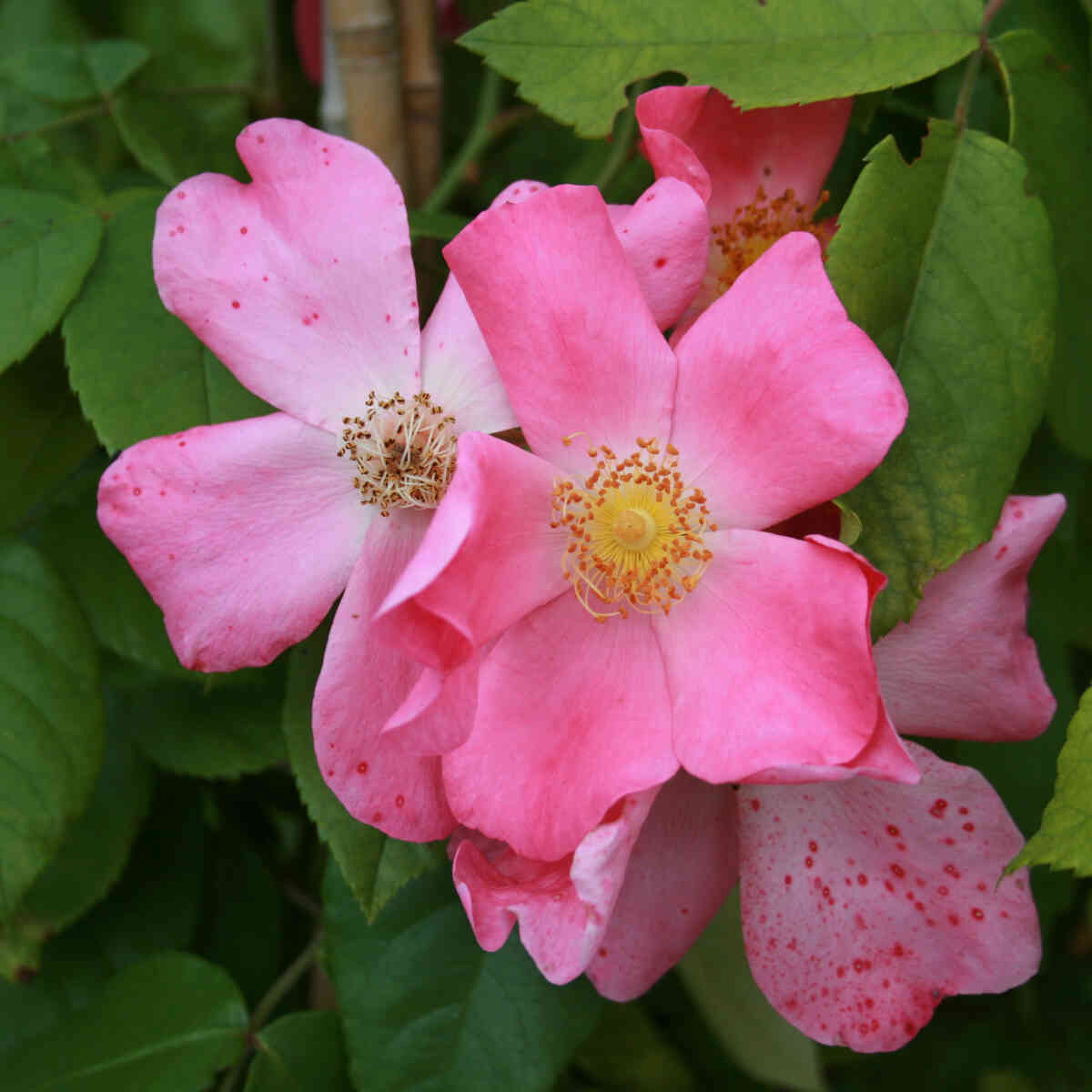 Rose moschata 'Kirsten Klein'