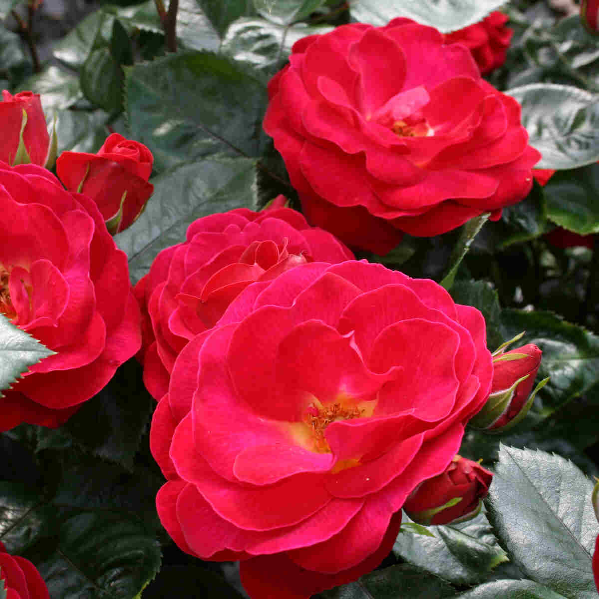 Rose 'Kompass'