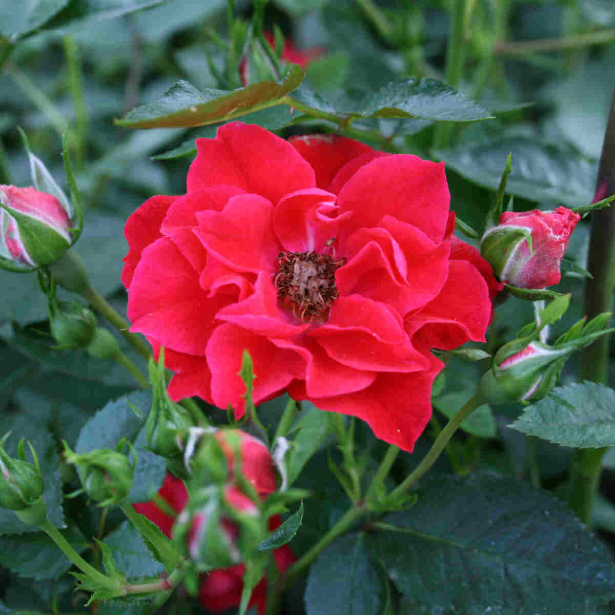 Bunddække Rose 'Lady in red'