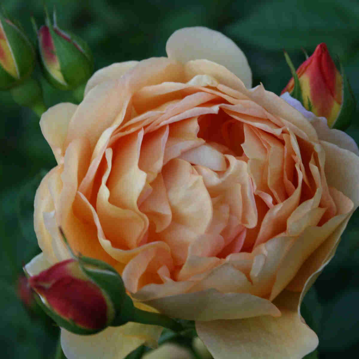 Rose 'Lady of Shalott' - (Ausnyson)