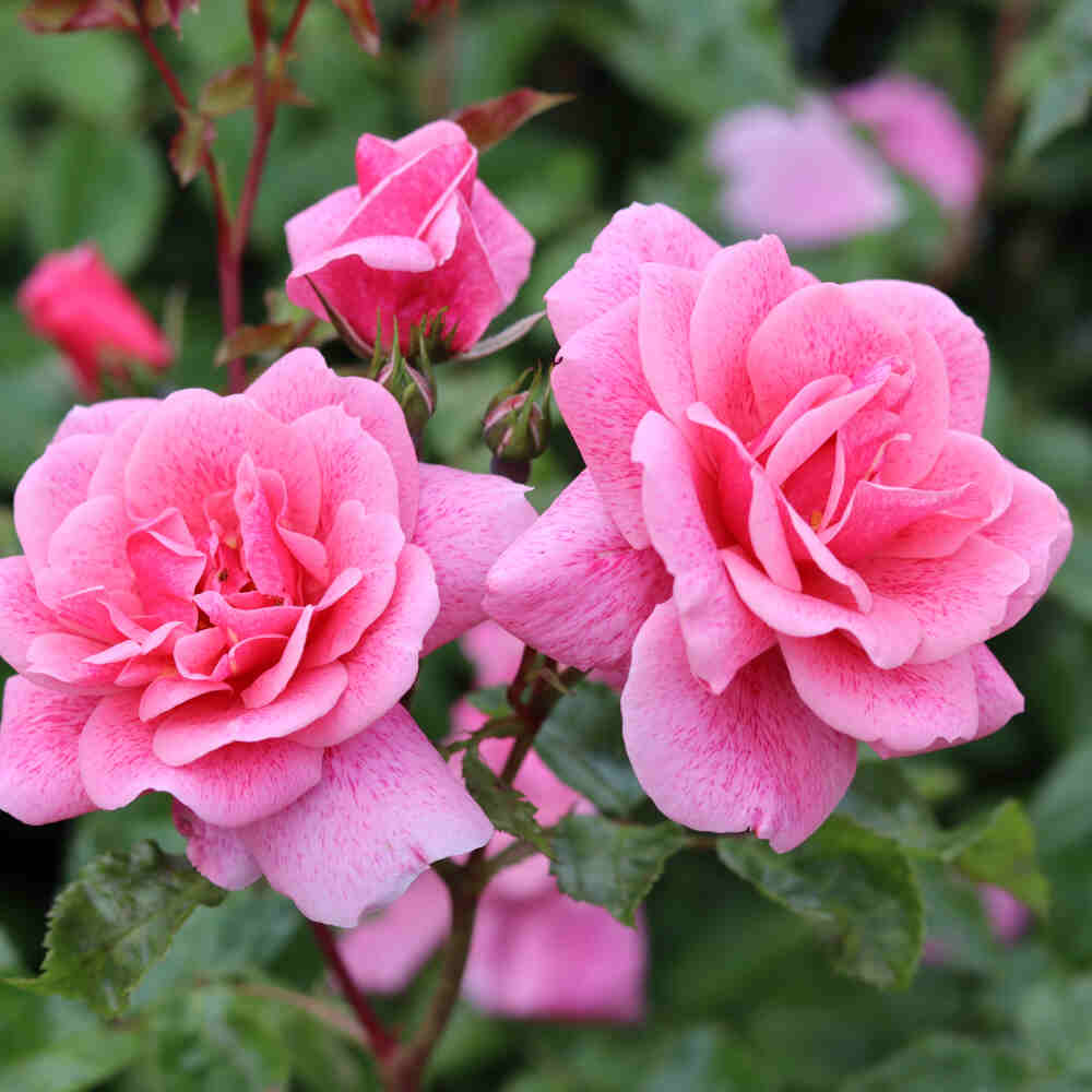 Rosa 'Lancelot'