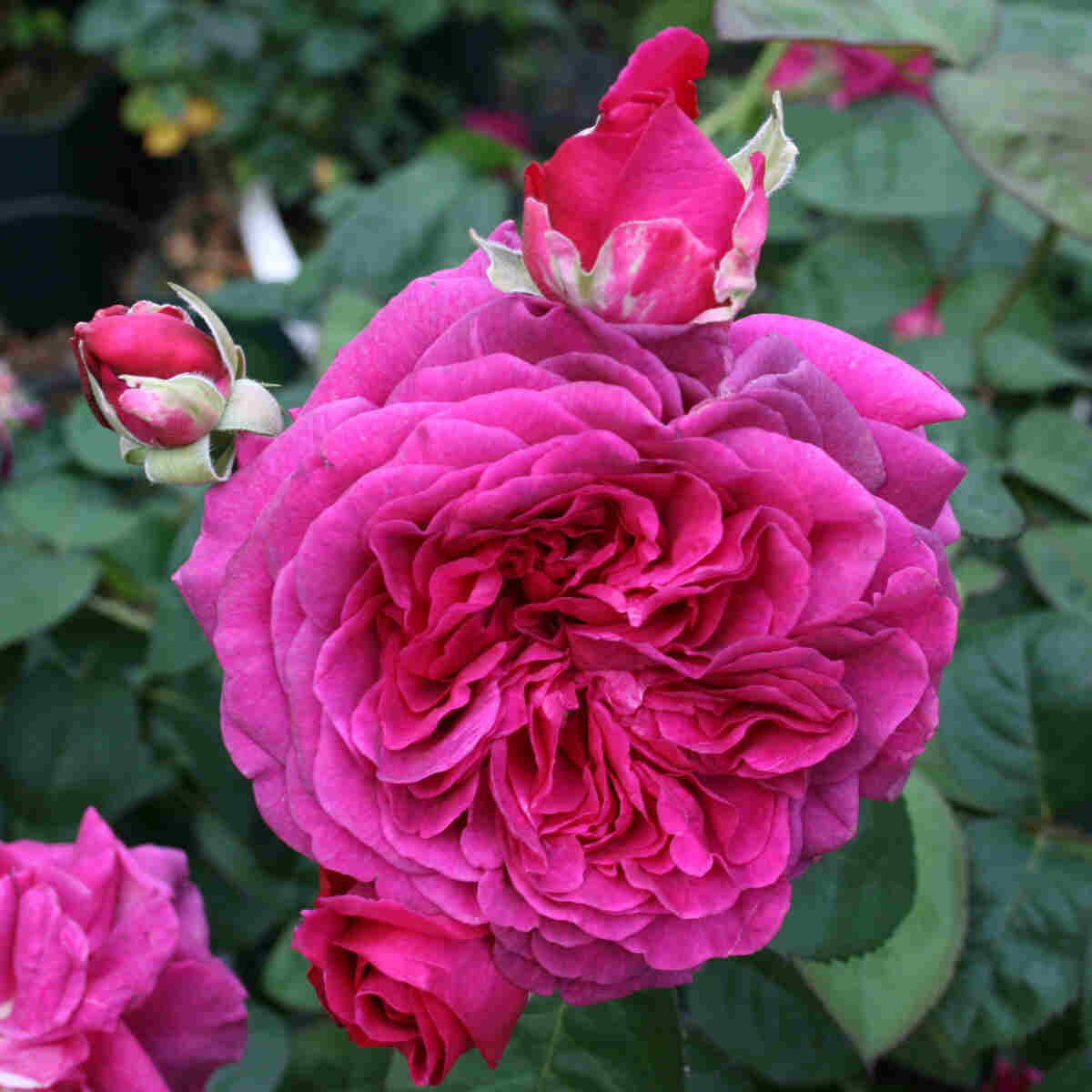 Rose 'Laudatio'