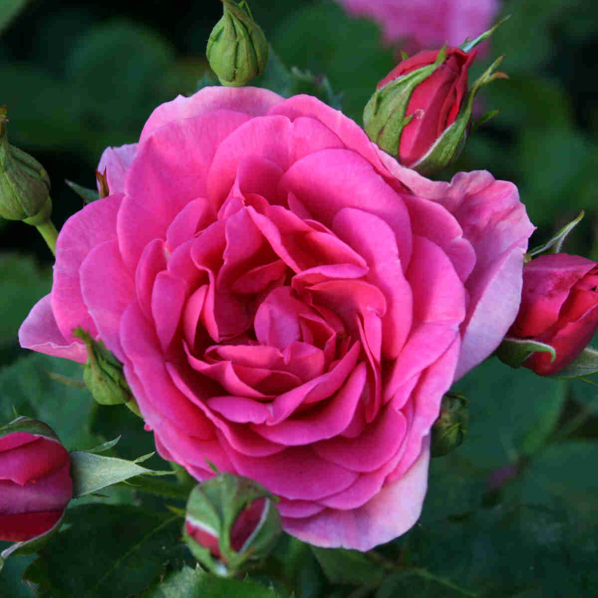 Rose 'Lea Renaissance'