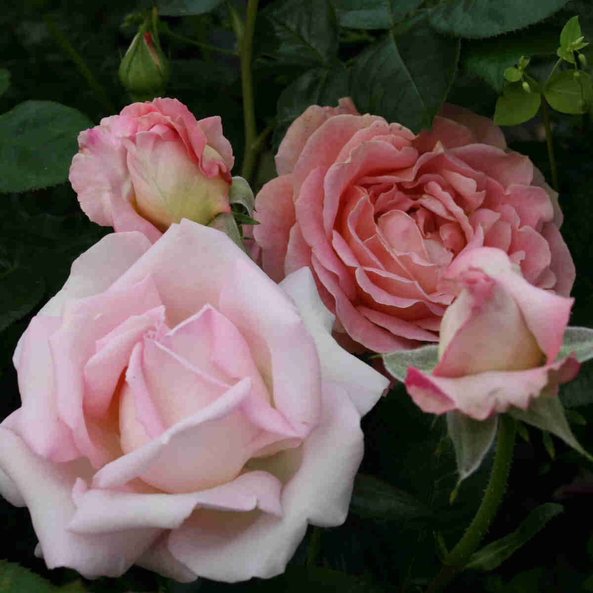 Rose 'Line Renaud'