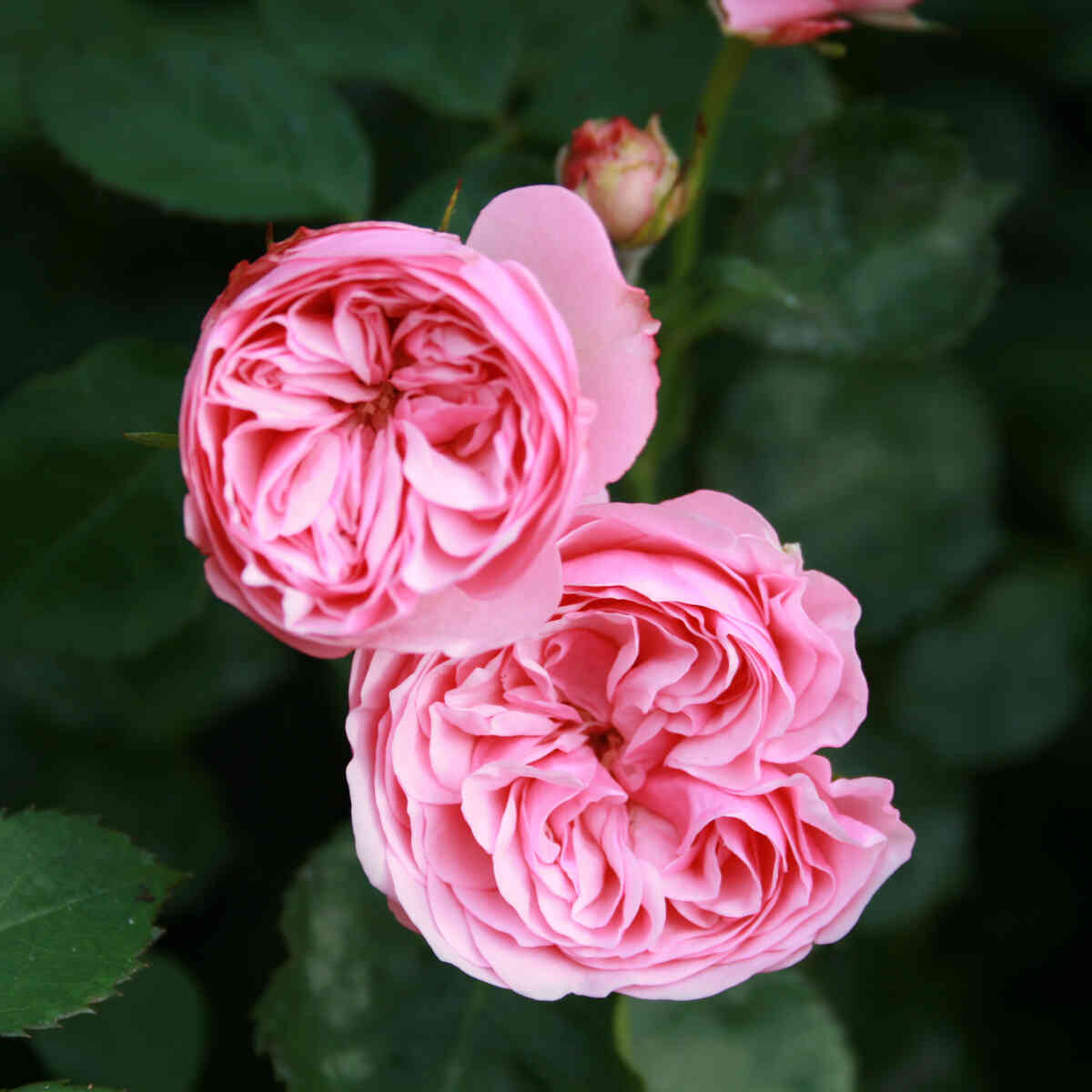 Rose 'Lise Nørgård'