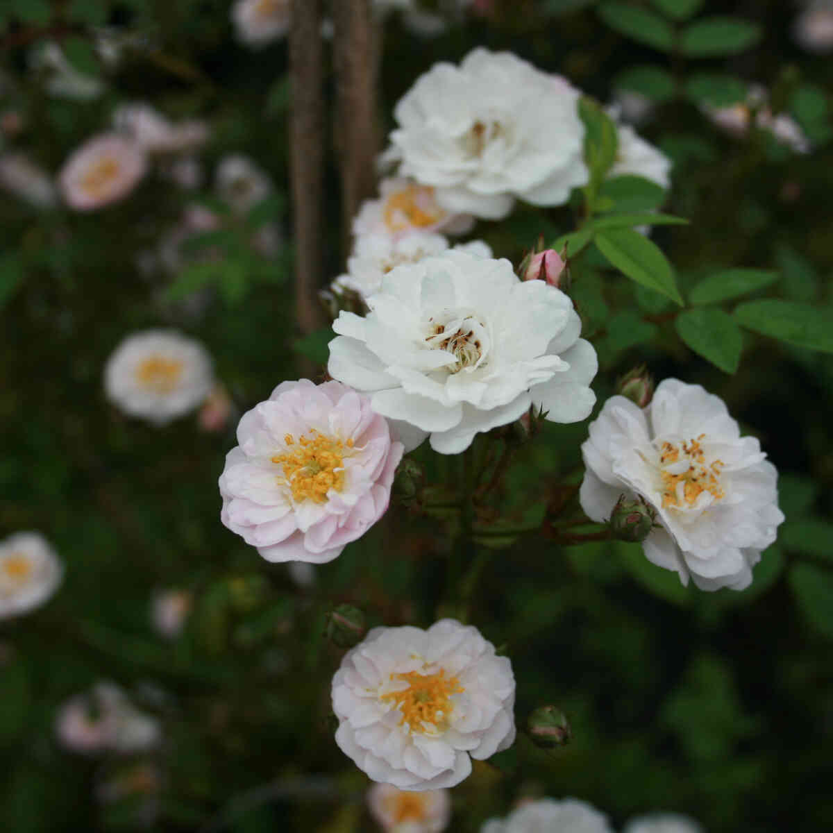 Climbing rose 'Little Rambler'