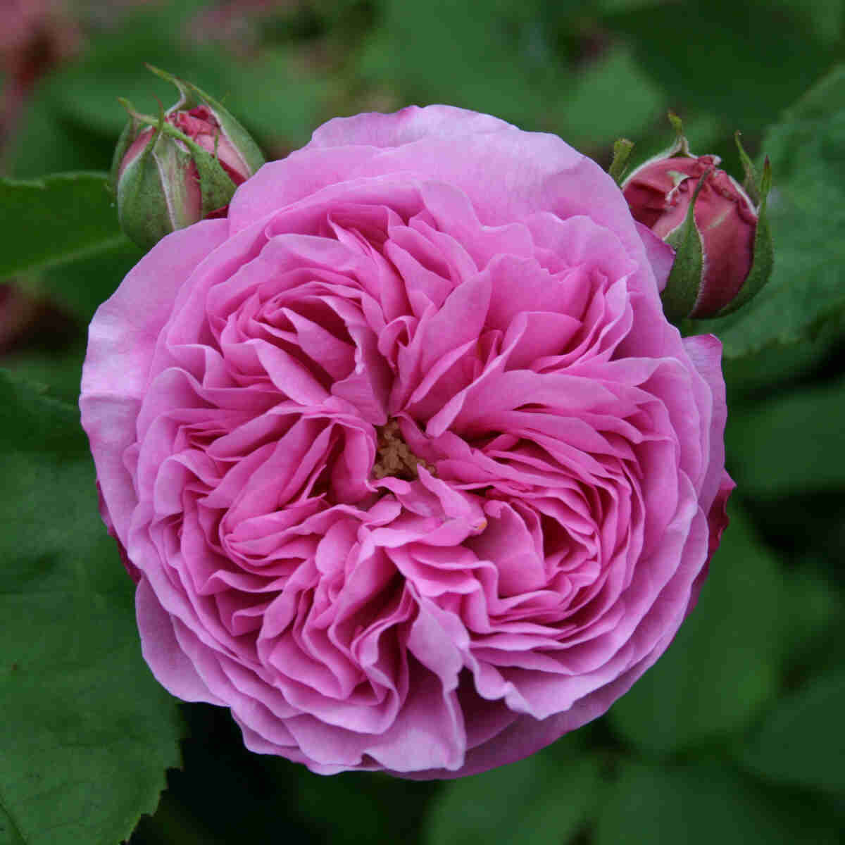 Buskrose 'Louise Odier'