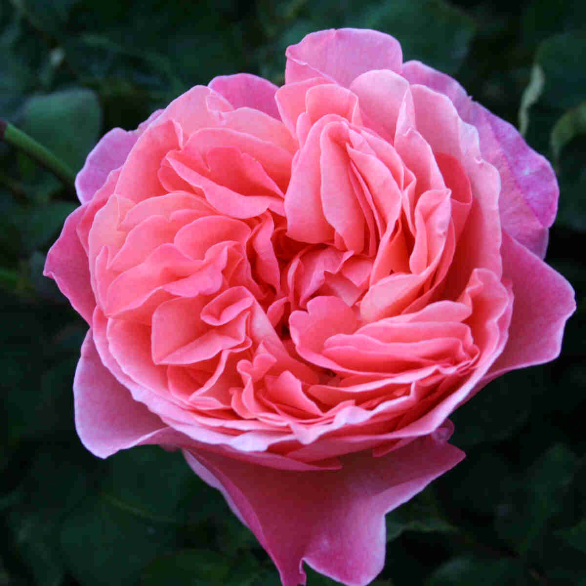 Rose 'Mademoiselle Meilland'