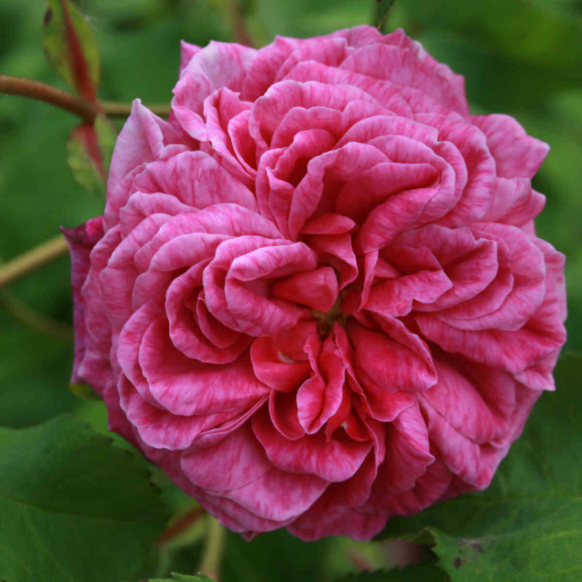 Historisk rose 'Magna Charta'