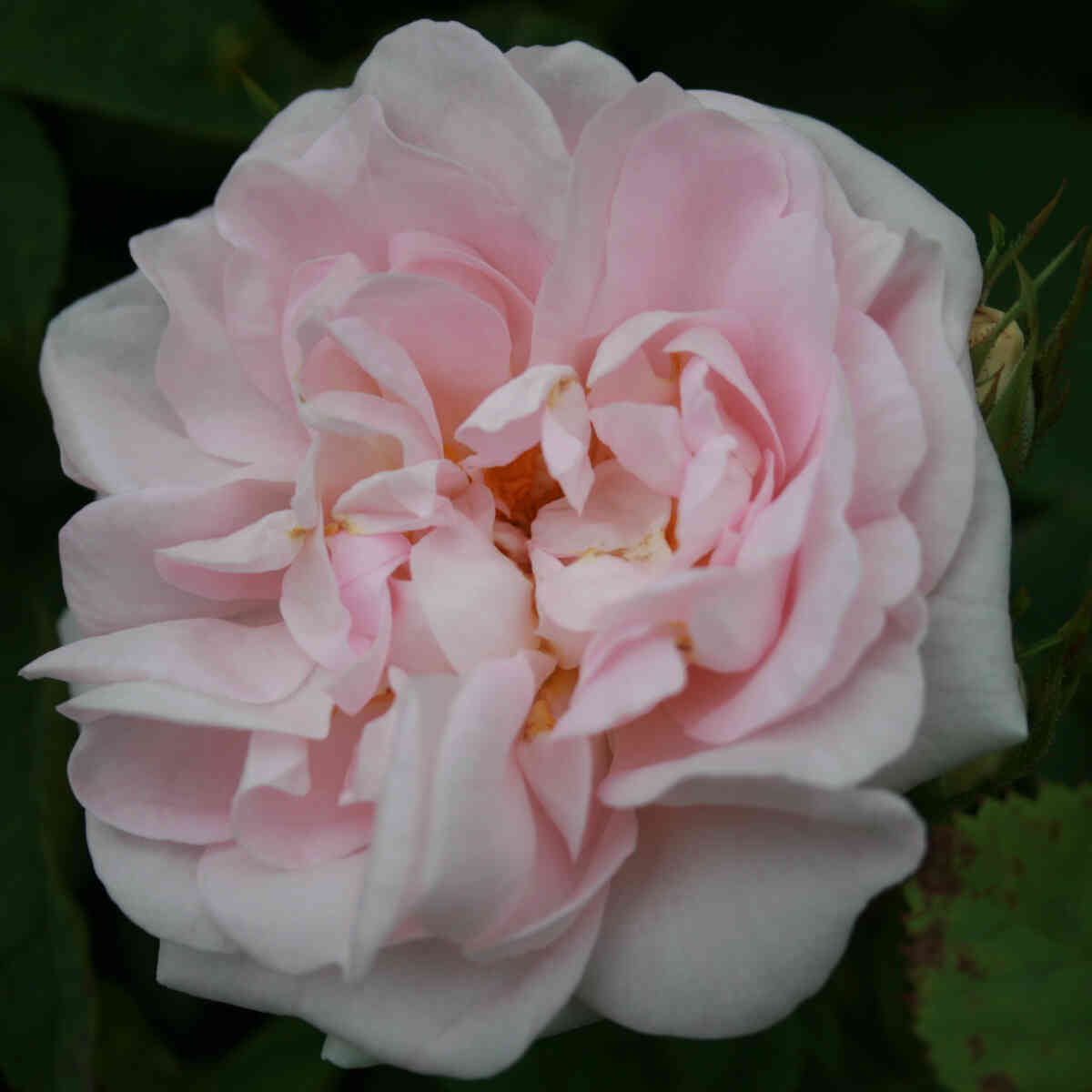 Rose alba 'Maiden's Blush'