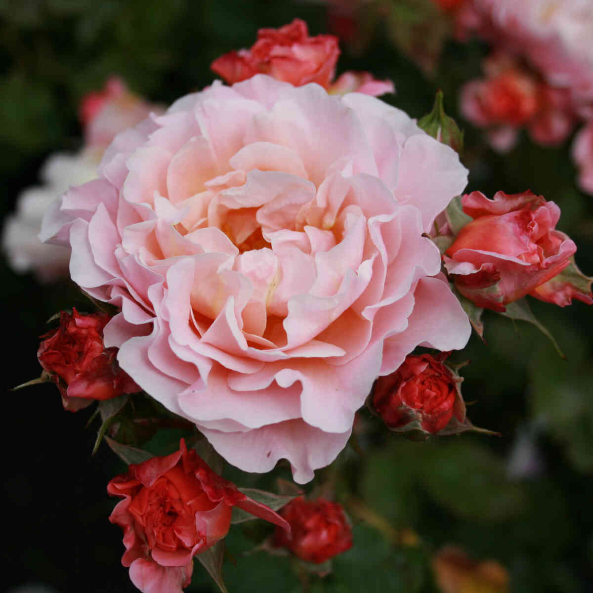 Rose 'Marie Curie'