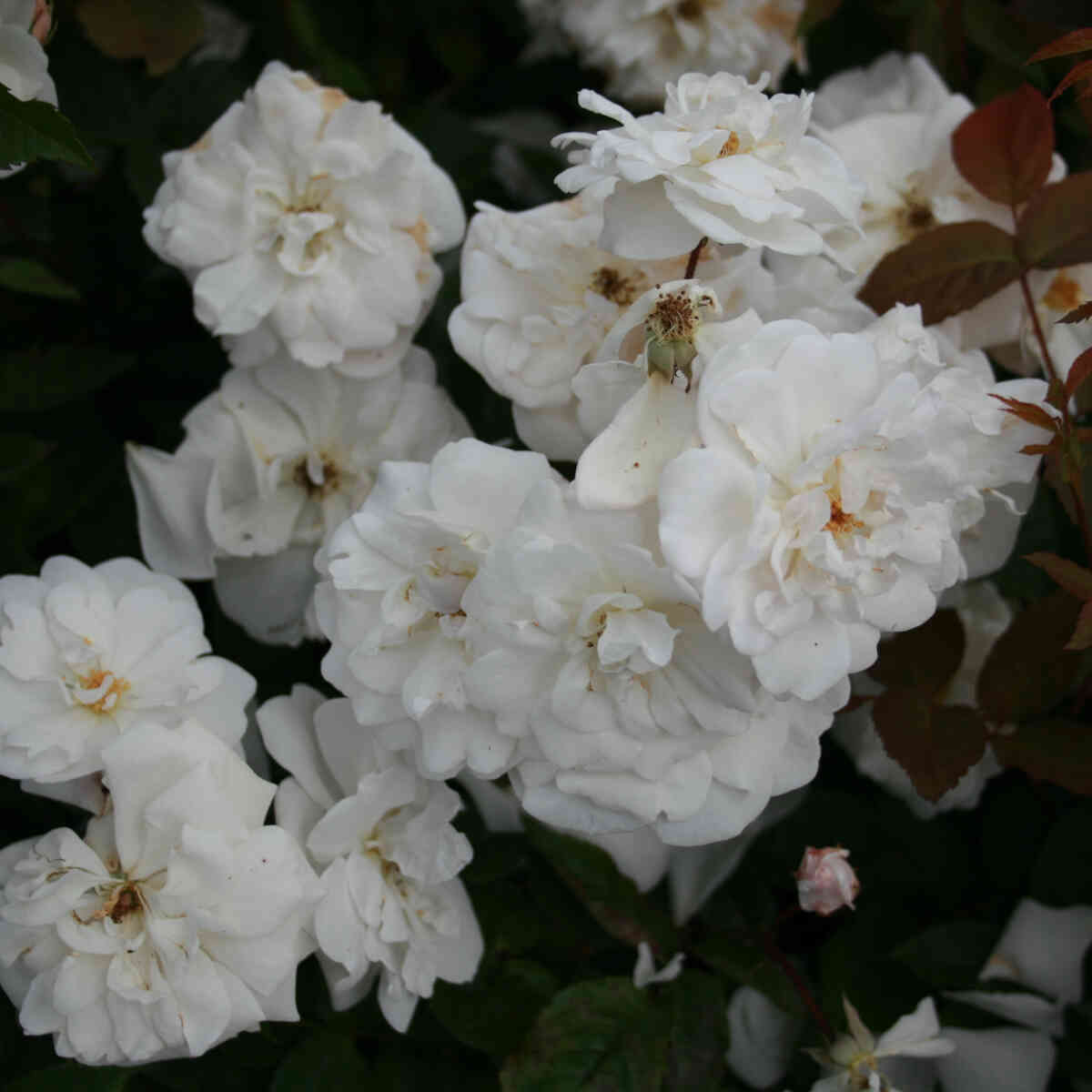 Rose 'Marie Pavié' (Marie Pavic)