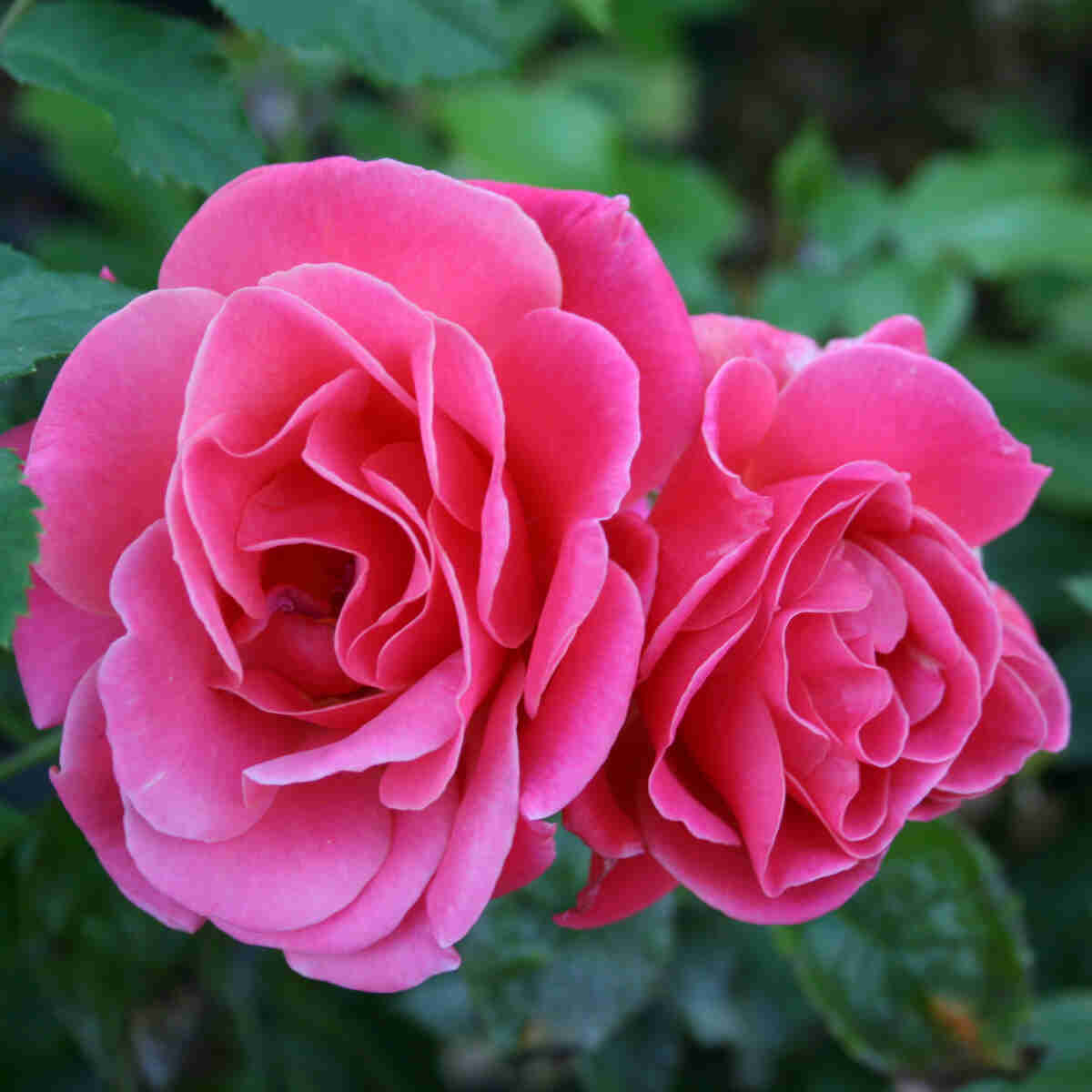 Rose 'Melusina'