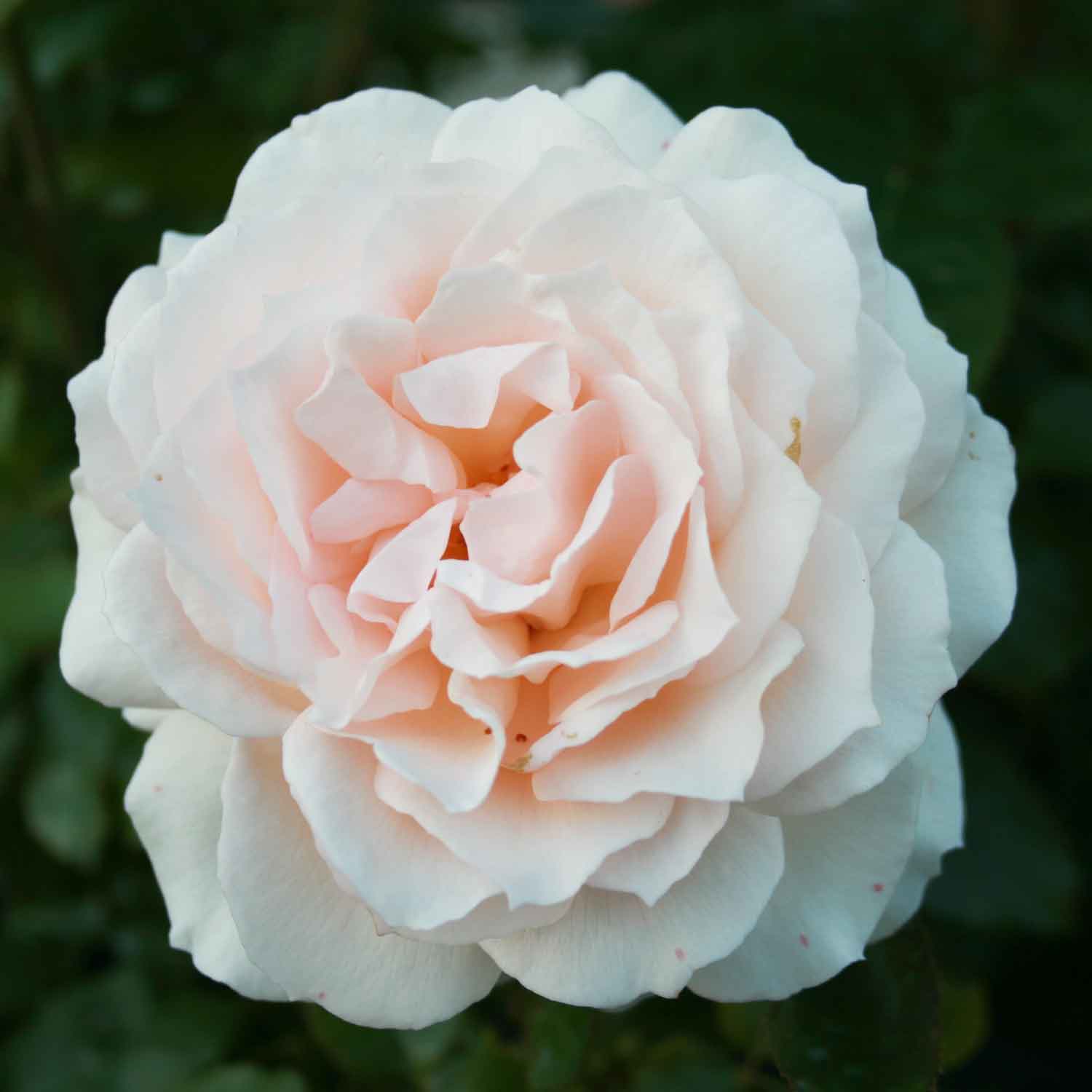 Rose 'Morten Korch'