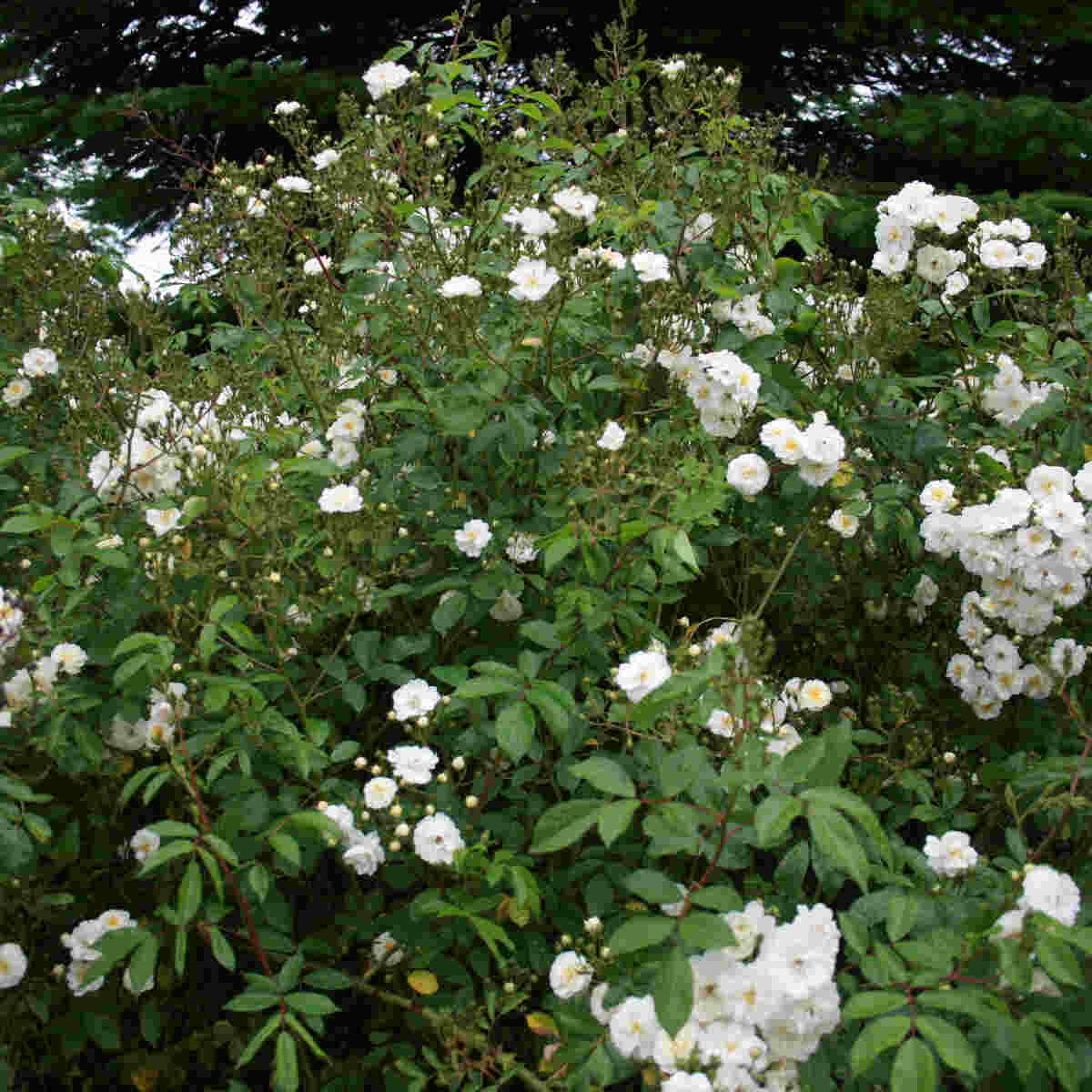 Rose moschata 'Guirlande d'Amour'