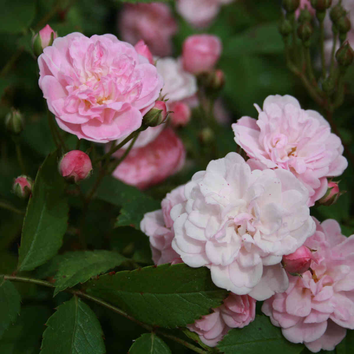 Rose moschata 'Heavenly Pink'