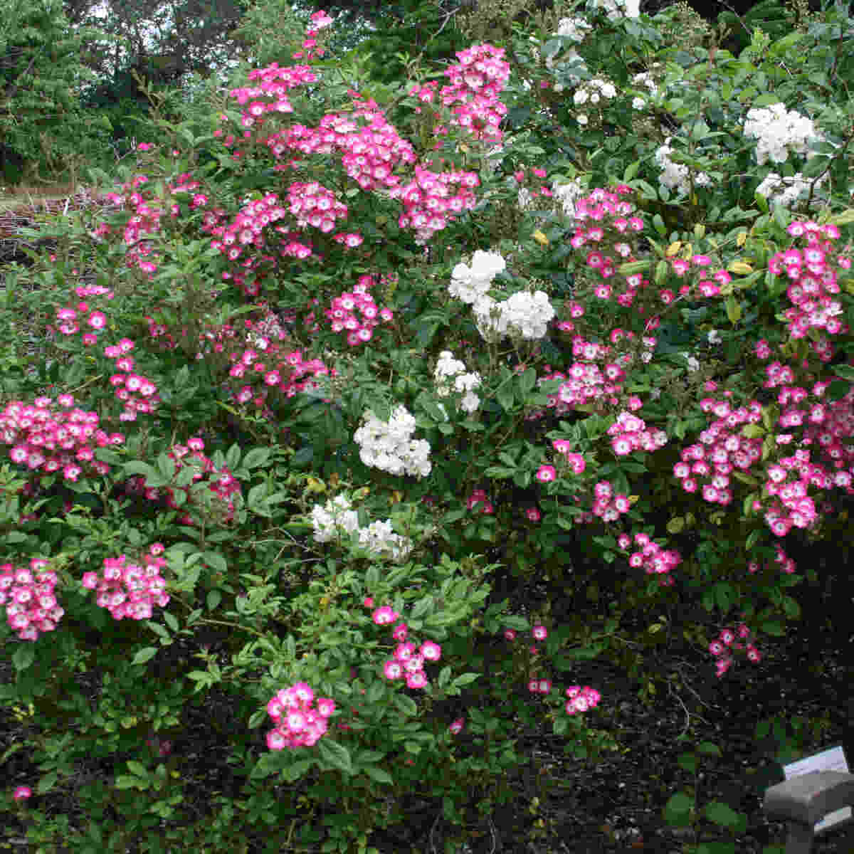 Rose moschata 'Mozart'