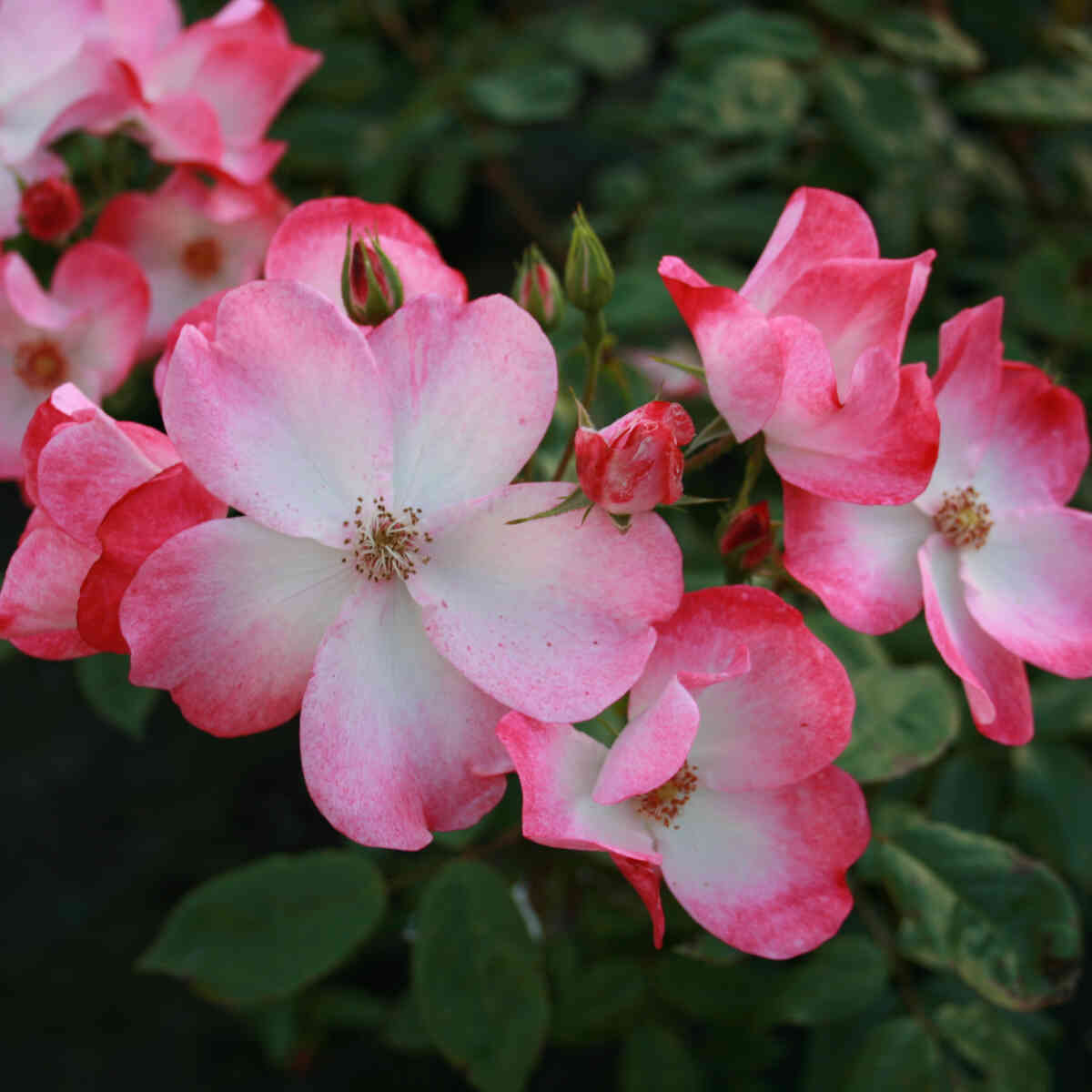 Rose moschata 'Rush'