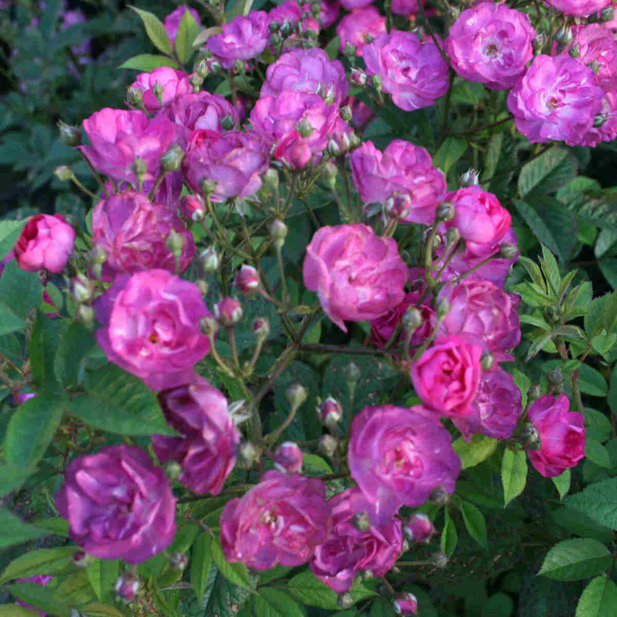 Rose moschata 'Sibelius'