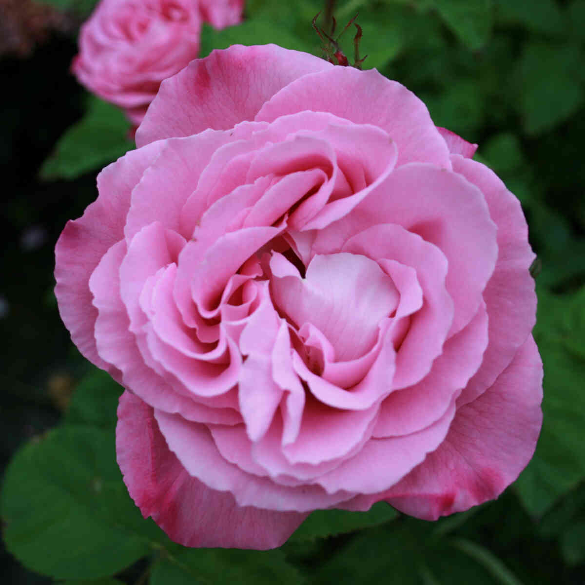 Rose 'Mrs John Laing'