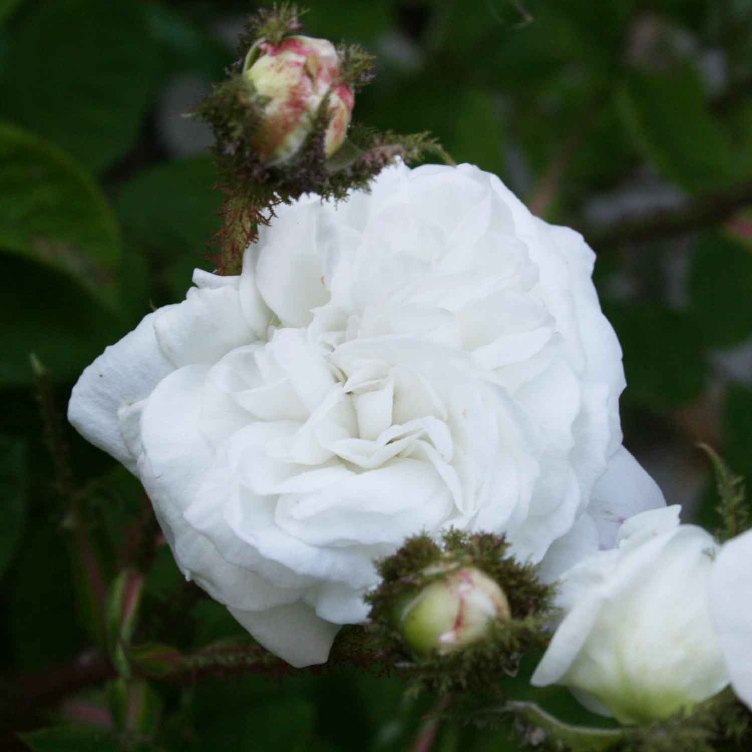 Mosrose - Rosa 'Blance Moreau'