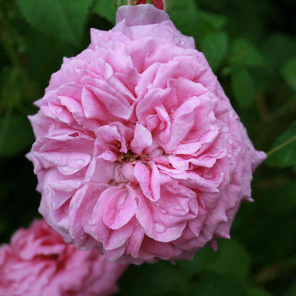 Mosrose - Rose centifolia 'Chà¢peau de Napoléon'