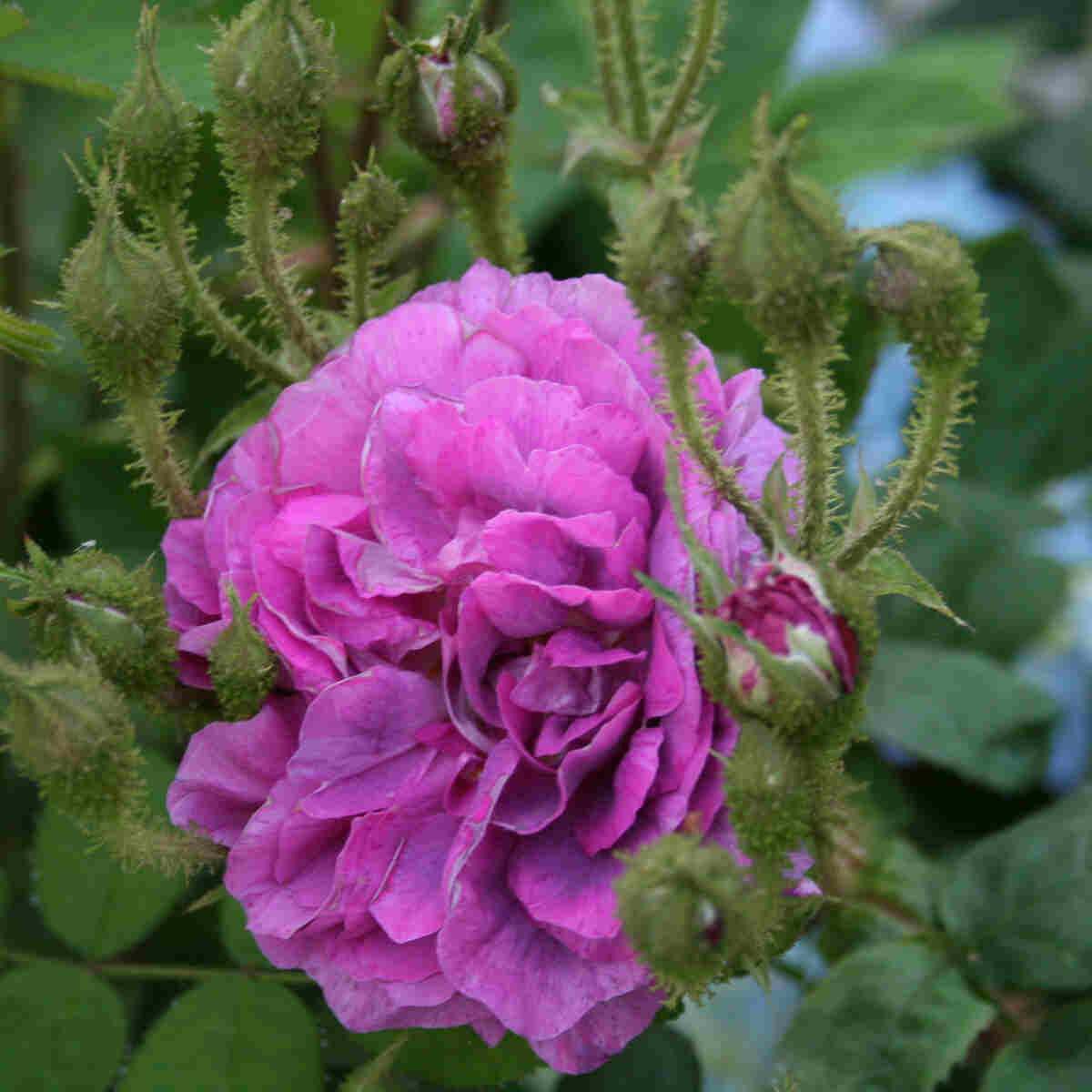 Mosrose centifolia 'William Lobb'