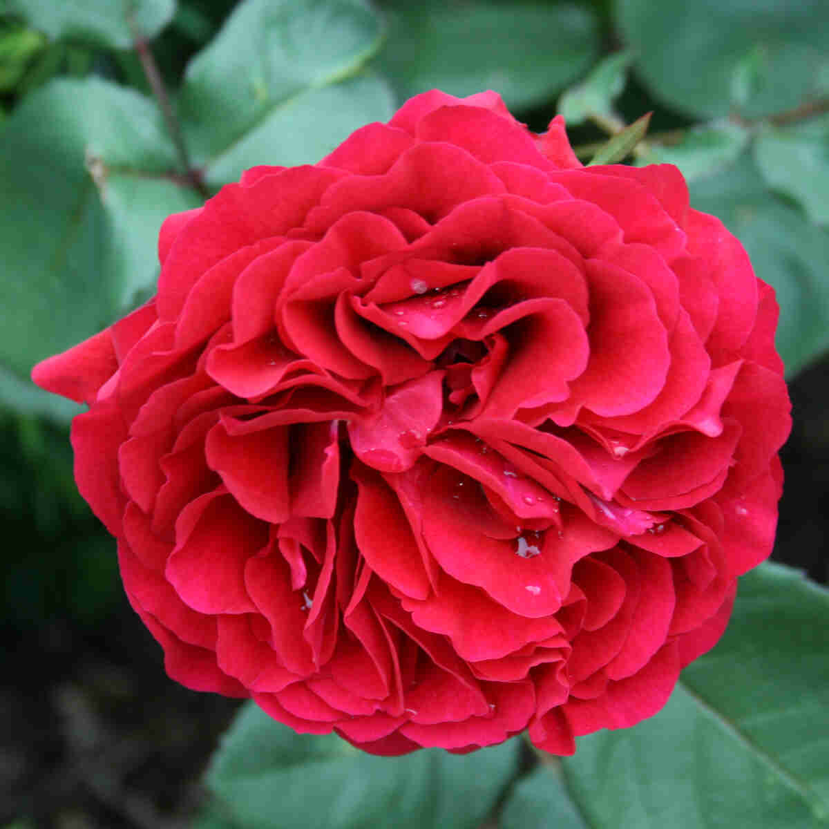 Rose 'Nadia Renaissance'