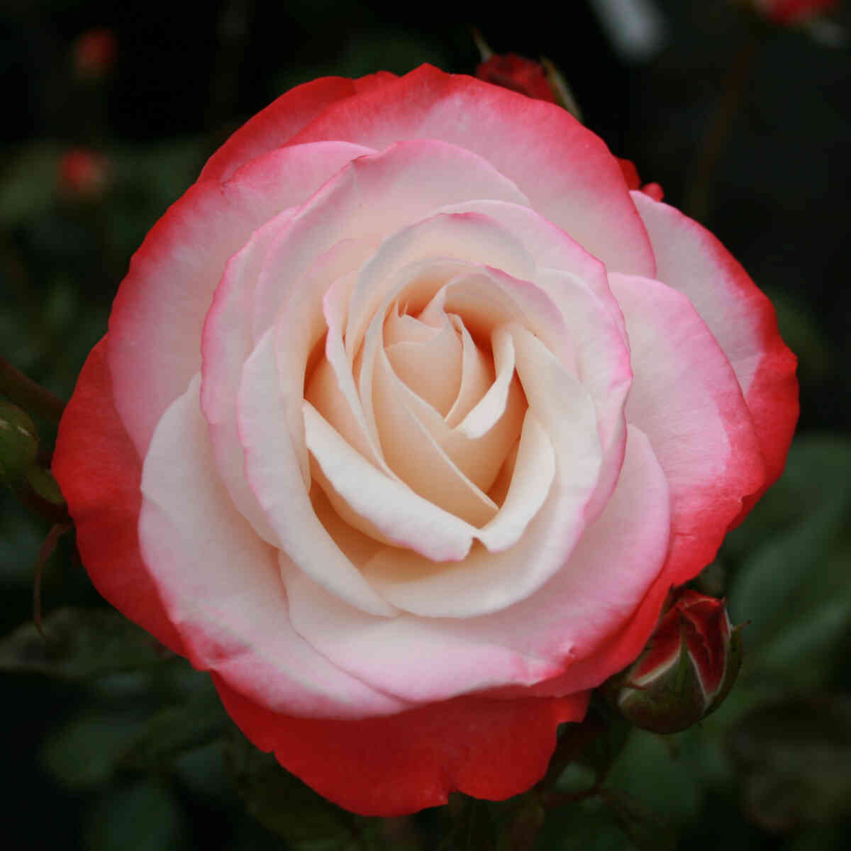 Rose 'Nostalgi'