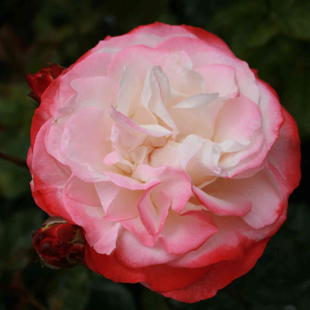 Rosa Nostalgia - 60cm stem