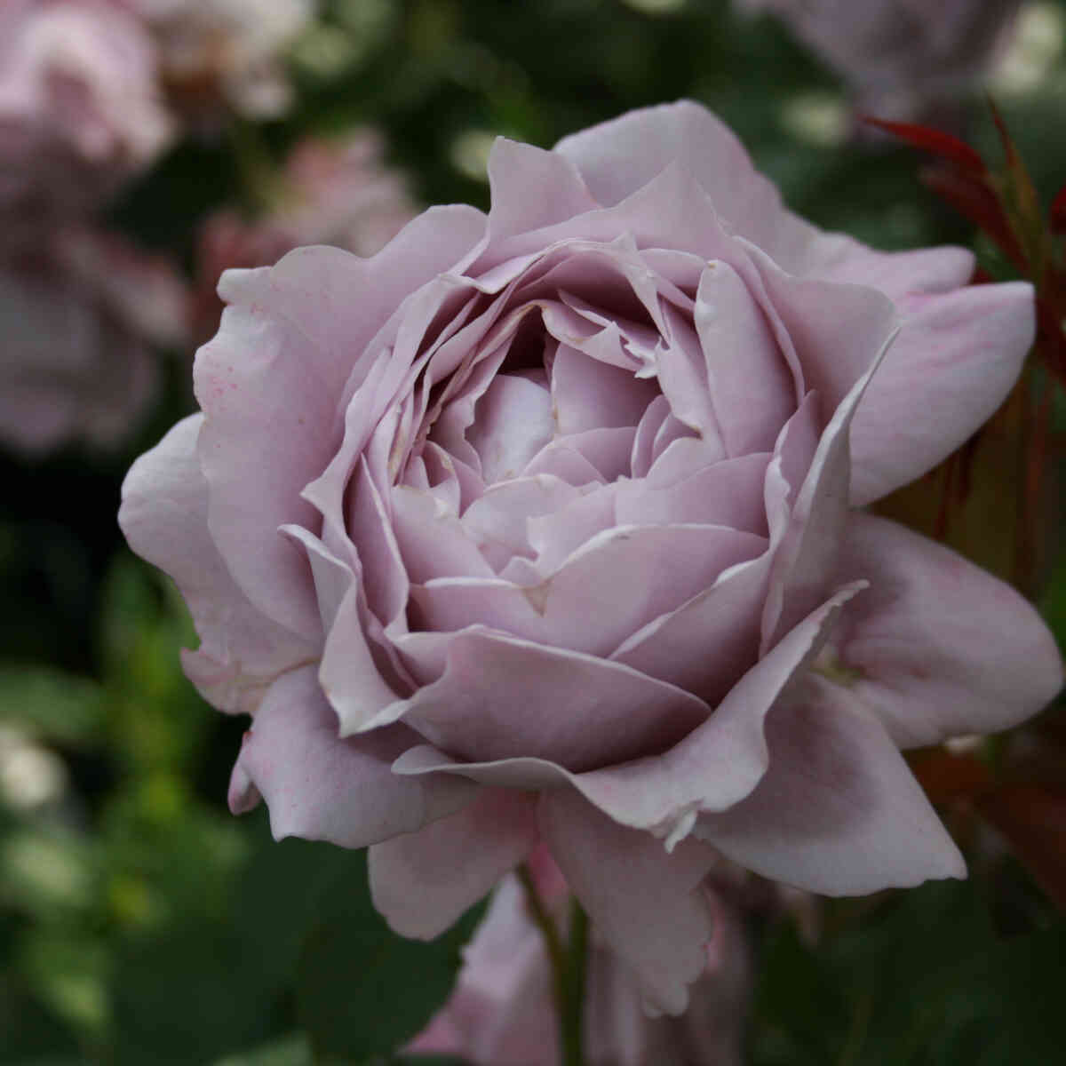 Rose 'Novalis'