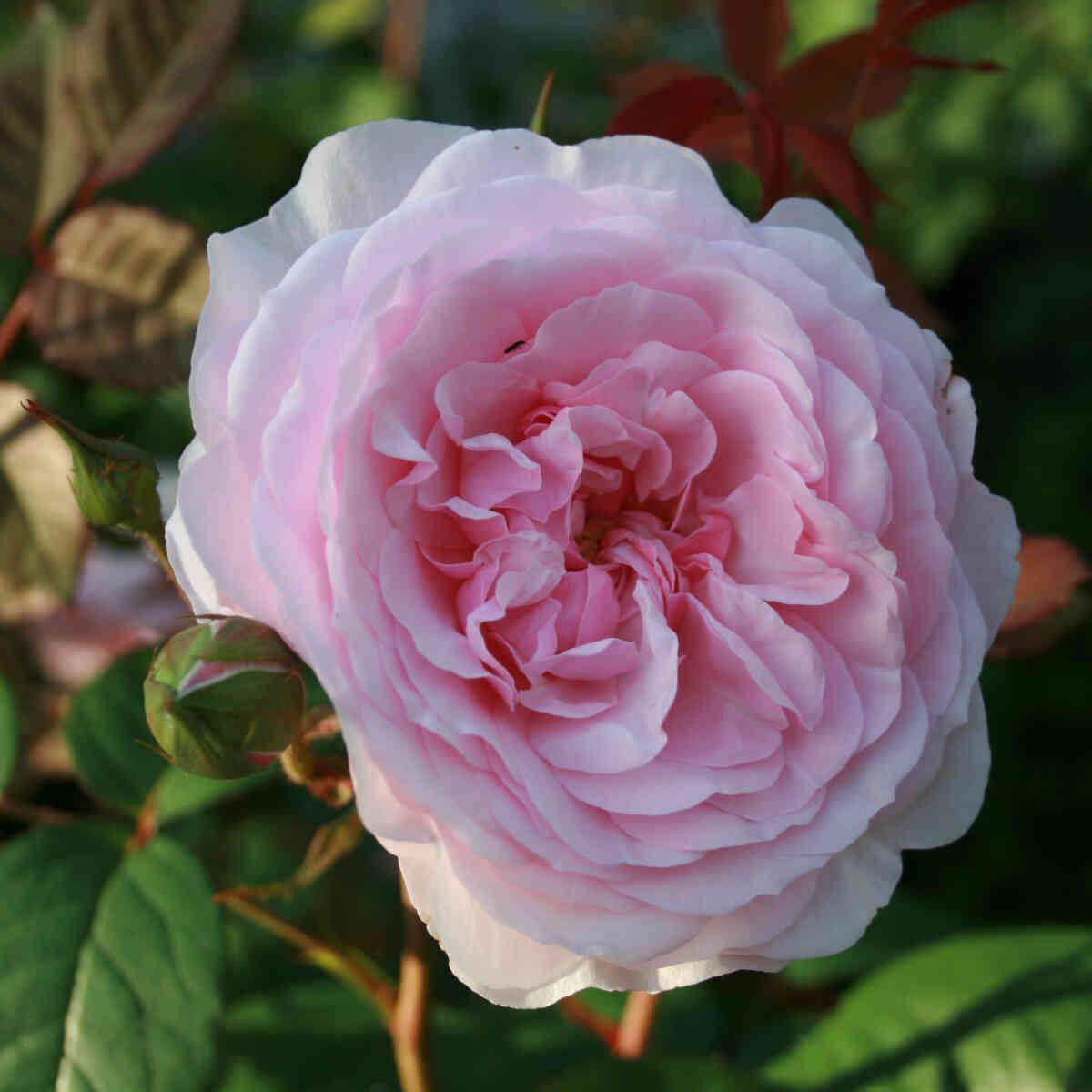 Rose 'Olivia Rose Austin' - (Ausmixture)